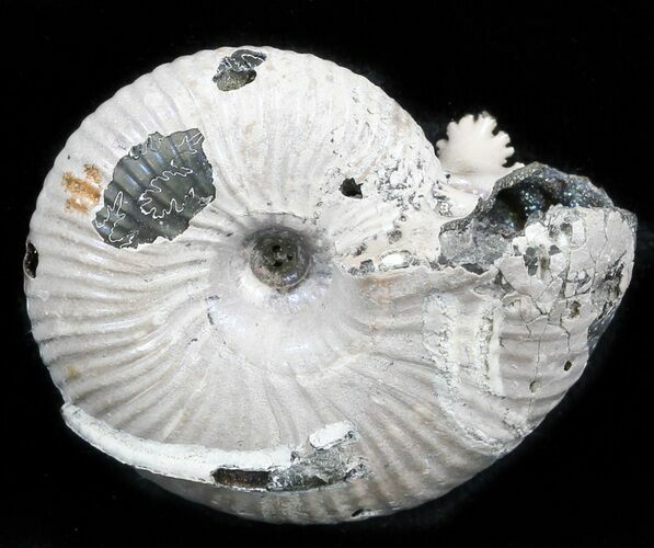Iridescent Ammonite (Eboraciceras) Fossil - Russia #34616
